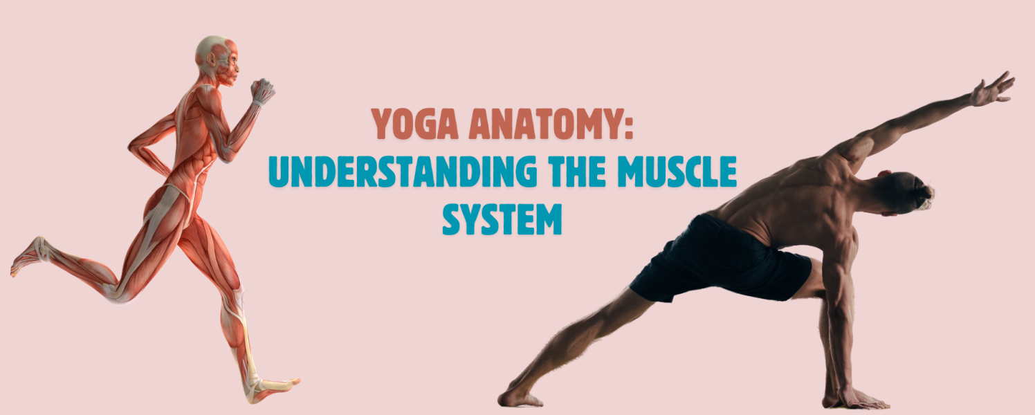 Yoga Anatomy: Understanding the Muscle System for Better Practice